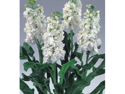 Alelí Blanco de Amaltea