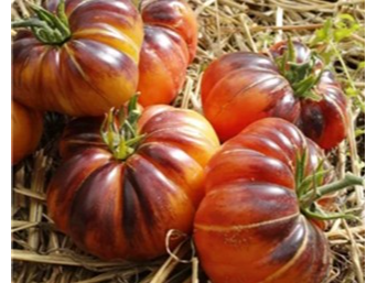 Tomate Afternoom Delight