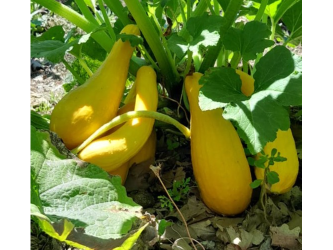 Zucchini Golden Goose