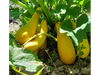 Zucchini Golden Goose