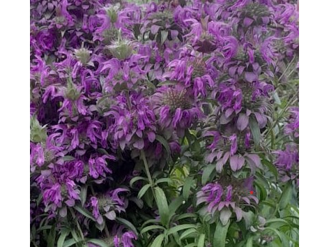 Monarda