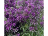 Monarda