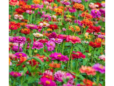 Zinnia Enana