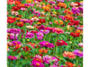 Zinnia Enana