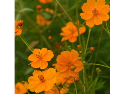 Cosmos Sulfúreo