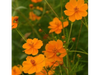 Cosmos Sulfúreo