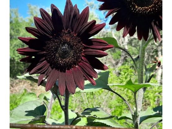 Girasol Red Sun