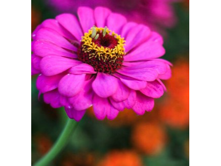 Zinnias Dobles