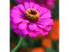 Zinnias Dobles