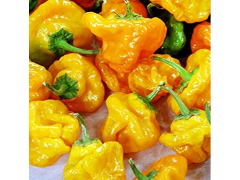 Ají Scotch Bonnet