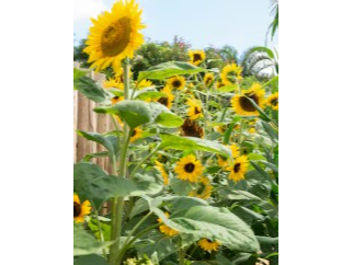 Girasol Gigante Multiflor
