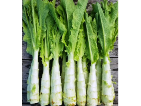 Lechuga Espárrago