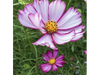 Cosmos Bipinnatus Picotee