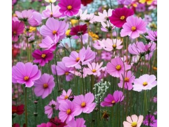 Cosmos Bipinnatus Comunes