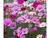 Cosmos Bipinnatus Comunes