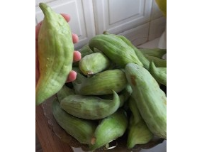 Caigua