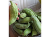 Caigua