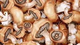 HONGOS DESHIDRATADOS Y EXTRACTOS ADAPTOGENOS