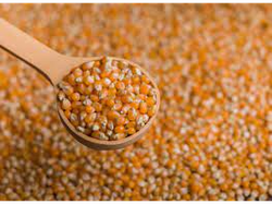 Maiz pizingallo( Bolsa 25KG)