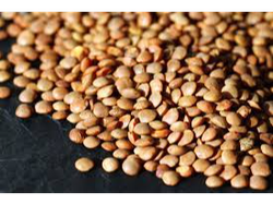 LENTEJAS (Bolsa 25kg)