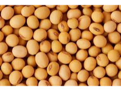 Porotos de Soja x 25kg