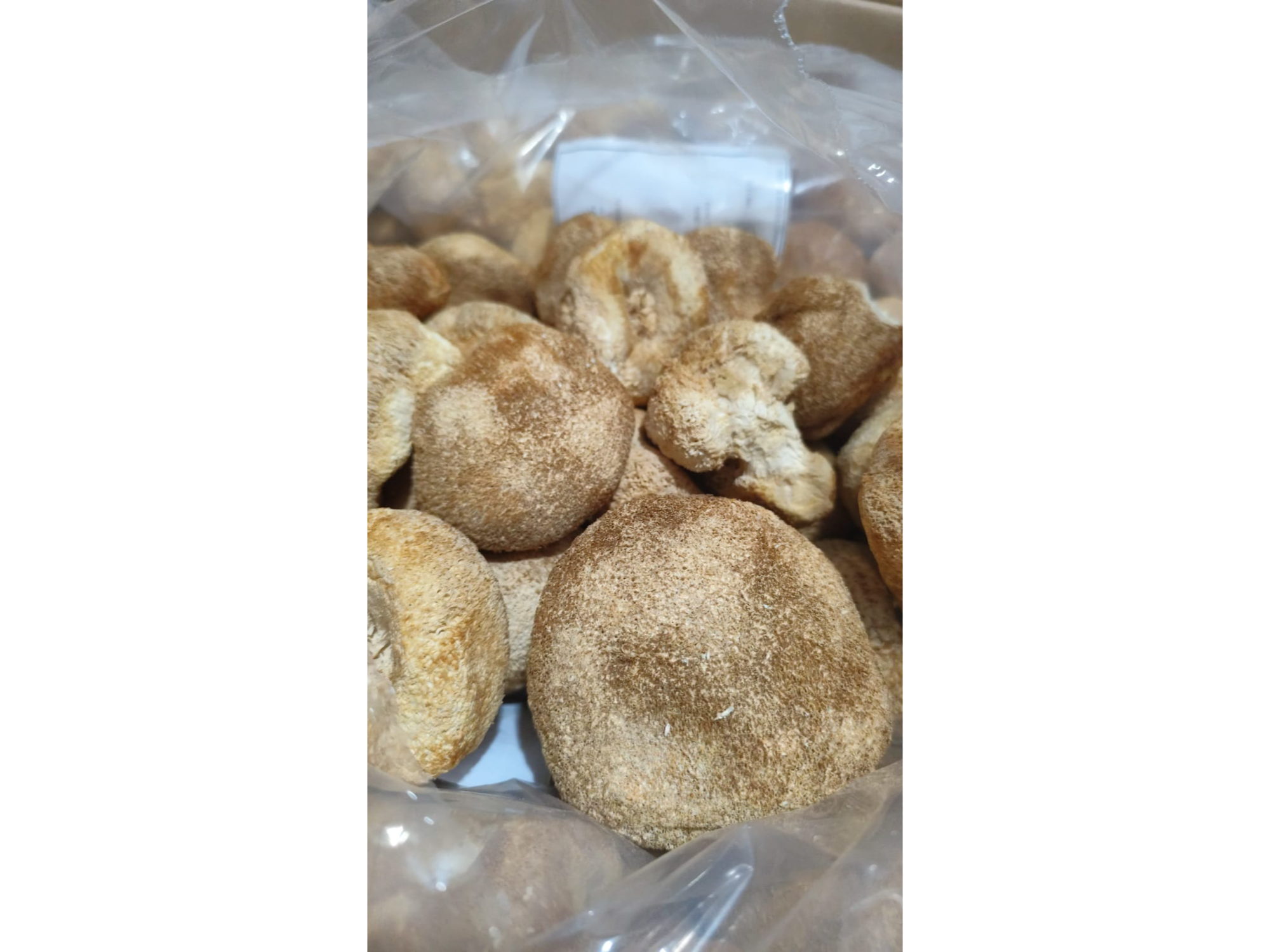 Hongo Melena de Leon