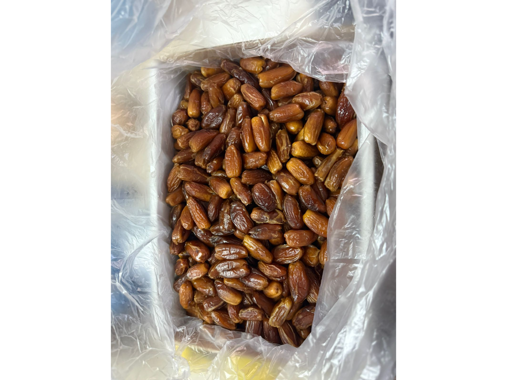 Datil Deglet de argelia sin carozo