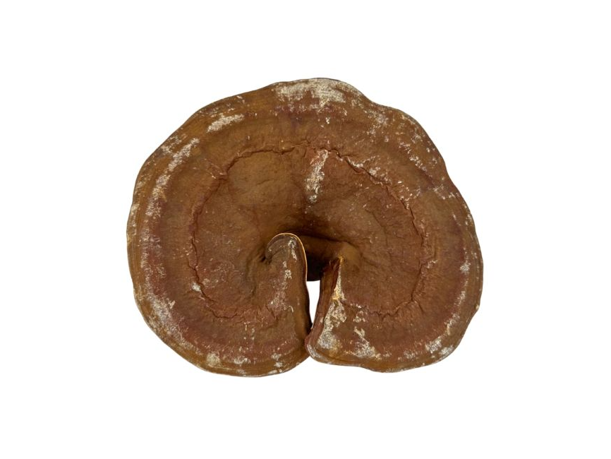 Hongo Reishi