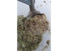 MENTA GRANIZADA