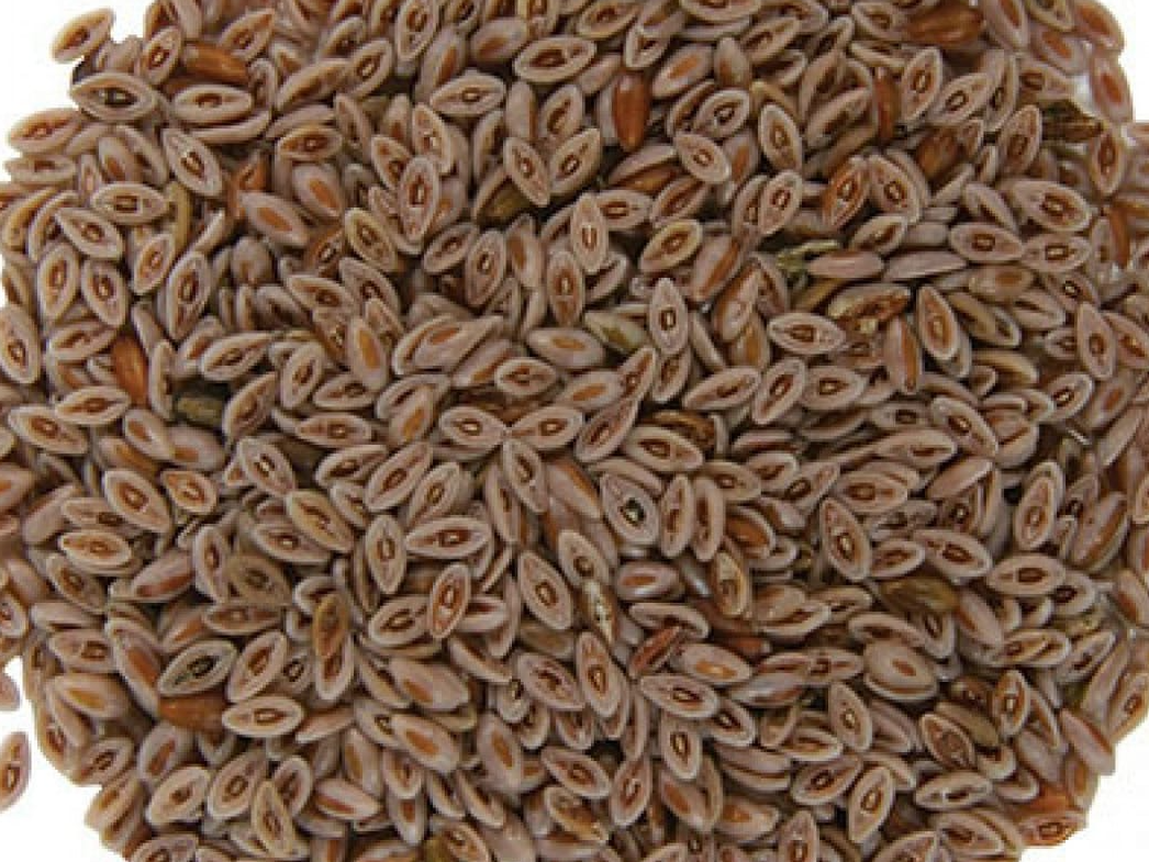 SEMILLAS DE PSYLLIUM