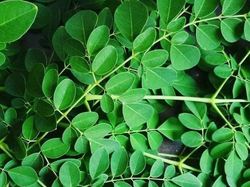 HIERBA MORINGA