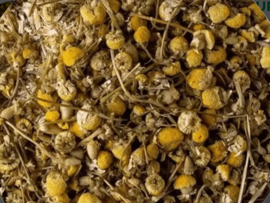 HIERBA MANZANILLA (Tallo y flor)