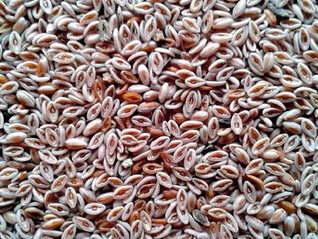 SEMILLA PSYLLIUM