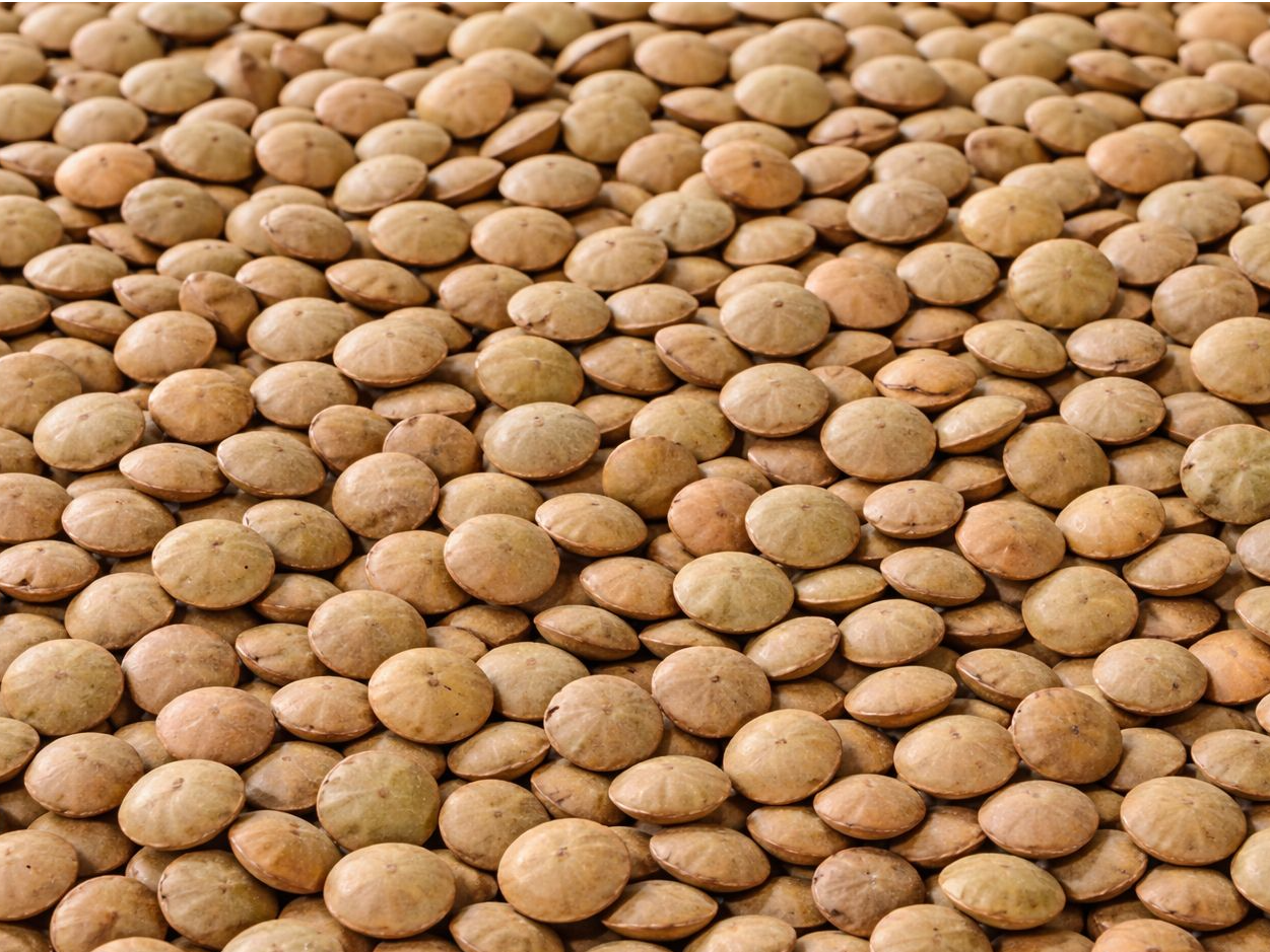 LENTEJA