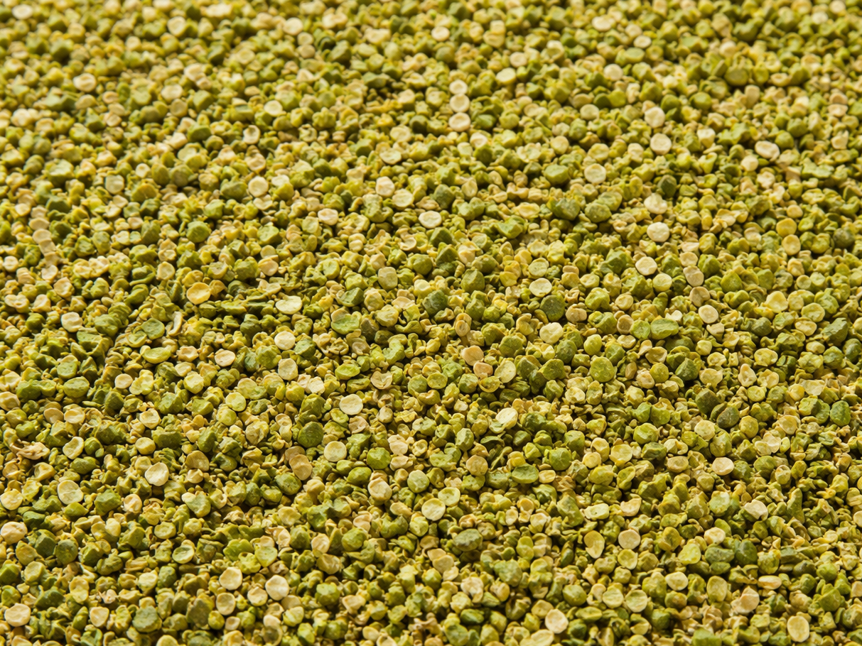OREGANO