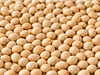 POROTO DE SOJA