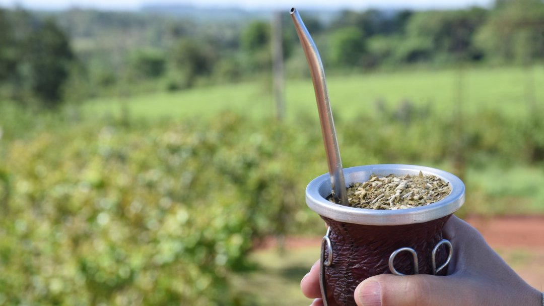 YERBA MATE