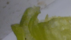 Topping