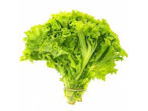 LECHUGA CRESPA POR kg