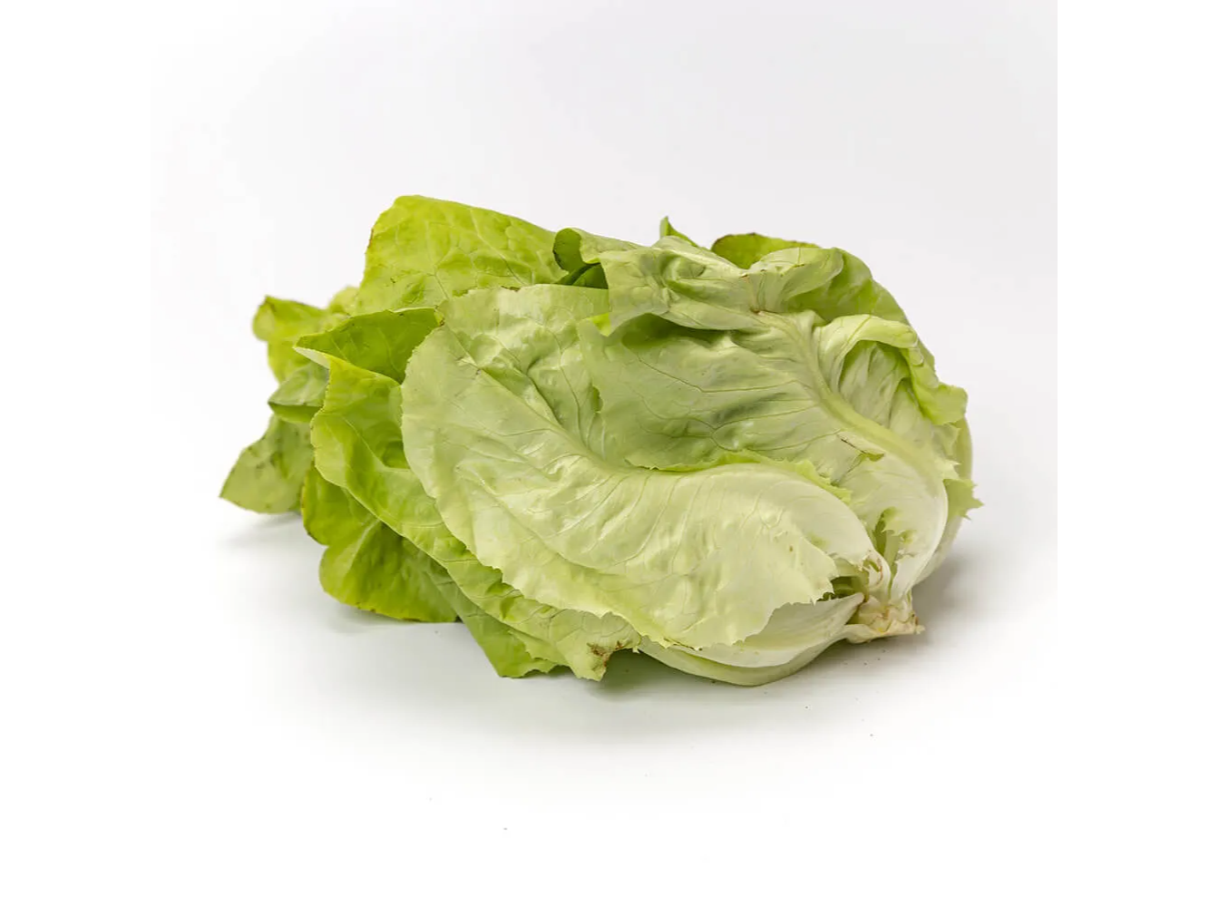 LECHUGA MANTECOSA POR kg