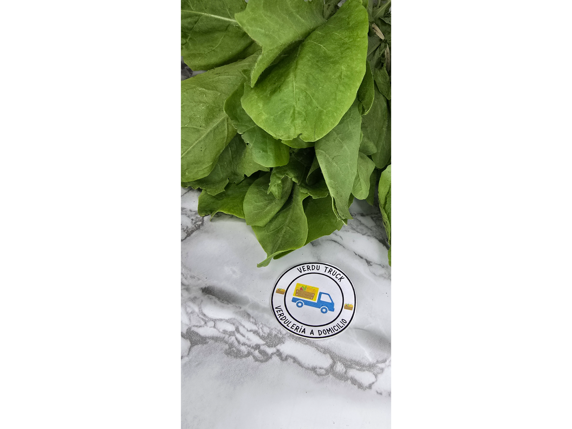 ESPINACA