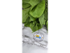 ESPINACA