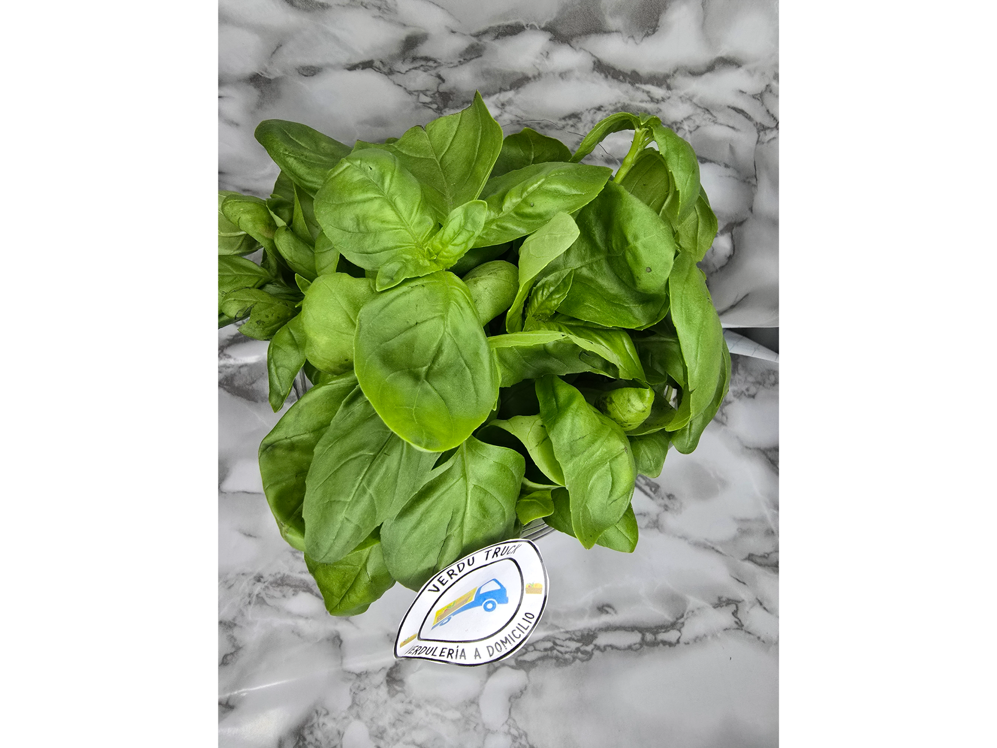 ALBAHACA