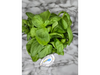 ALBAHACA