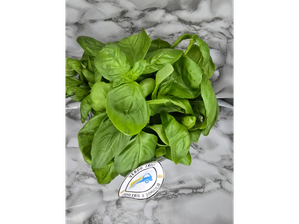 ALBAHACA de VERDUTRUCK
