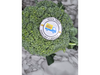 BROCOLI