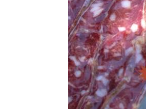 Salame feteado al vacío x 120 grs