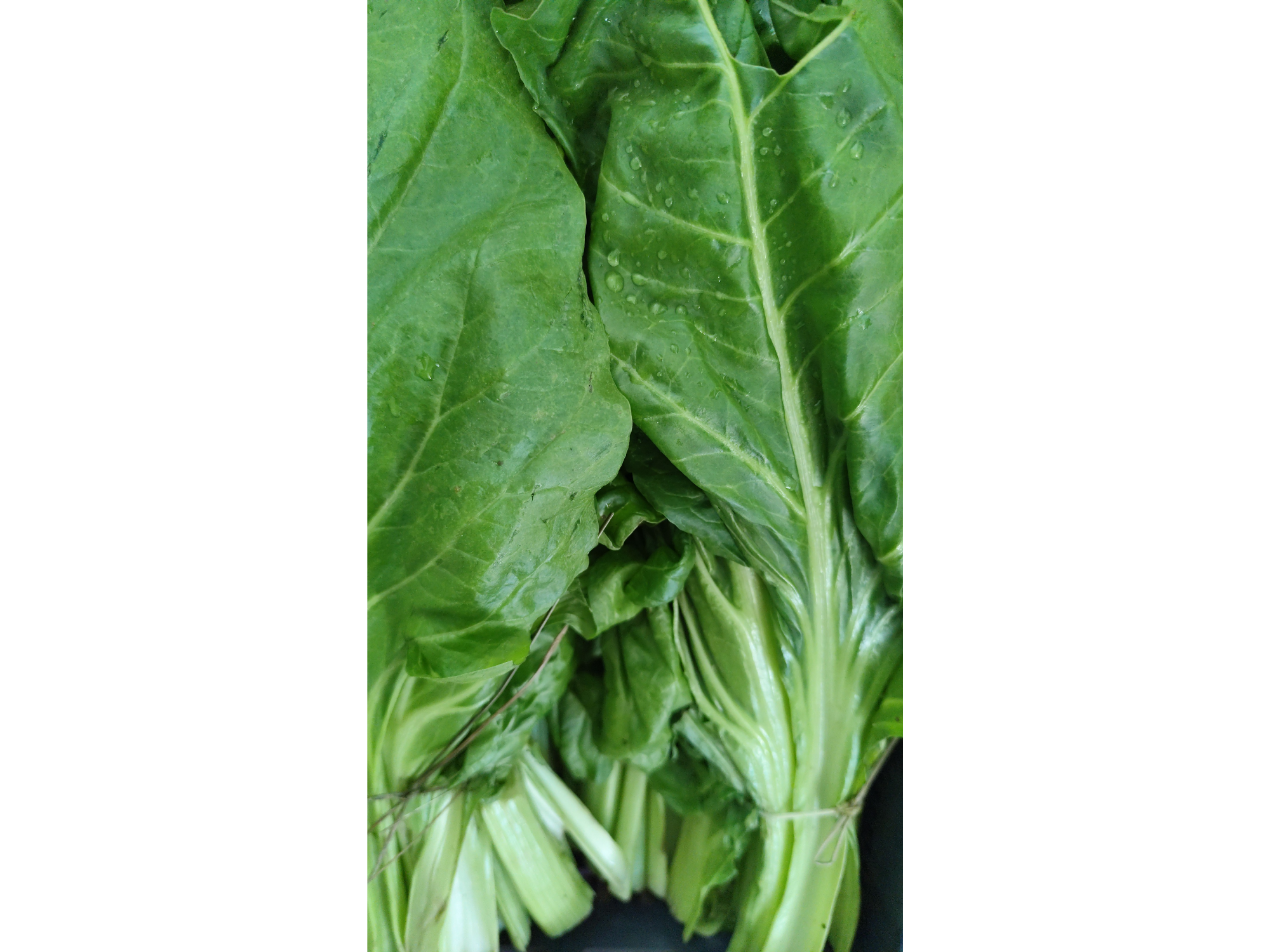 Acelga
