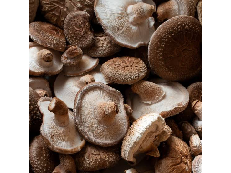 Hongos Shiitake