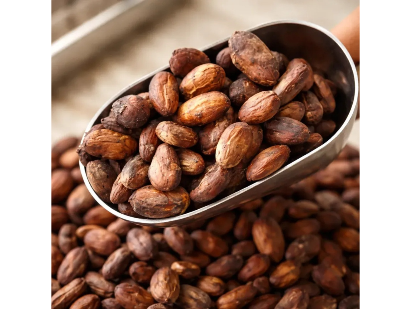 SEMILLAS DE CACAO SIN TOSTAR